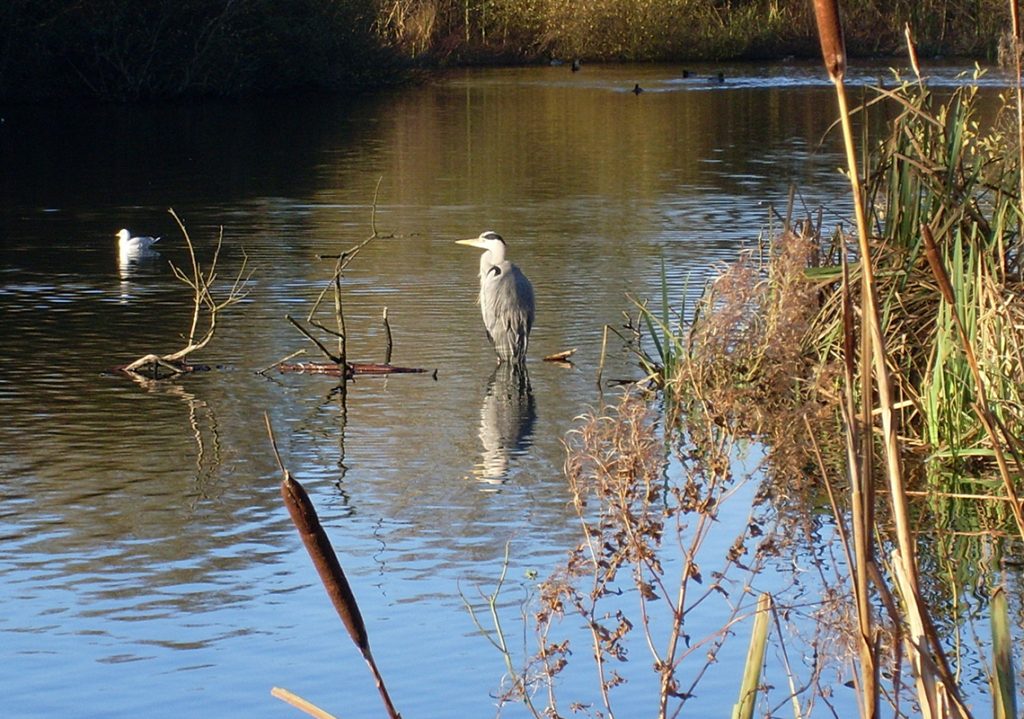 A heron on the lake