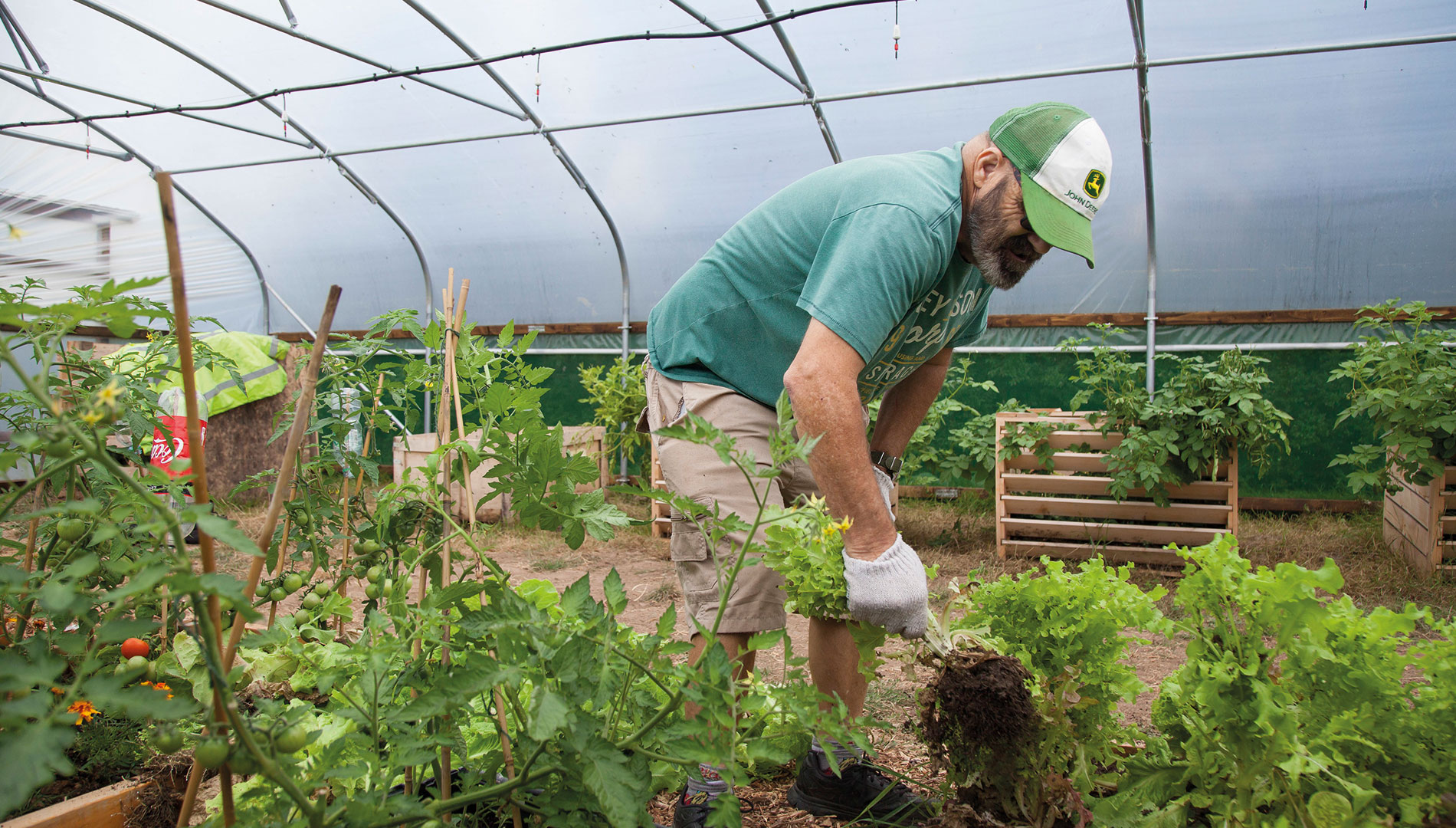 Man harvesting vegetables in a community garden