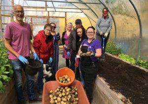 Connswater spud harvest