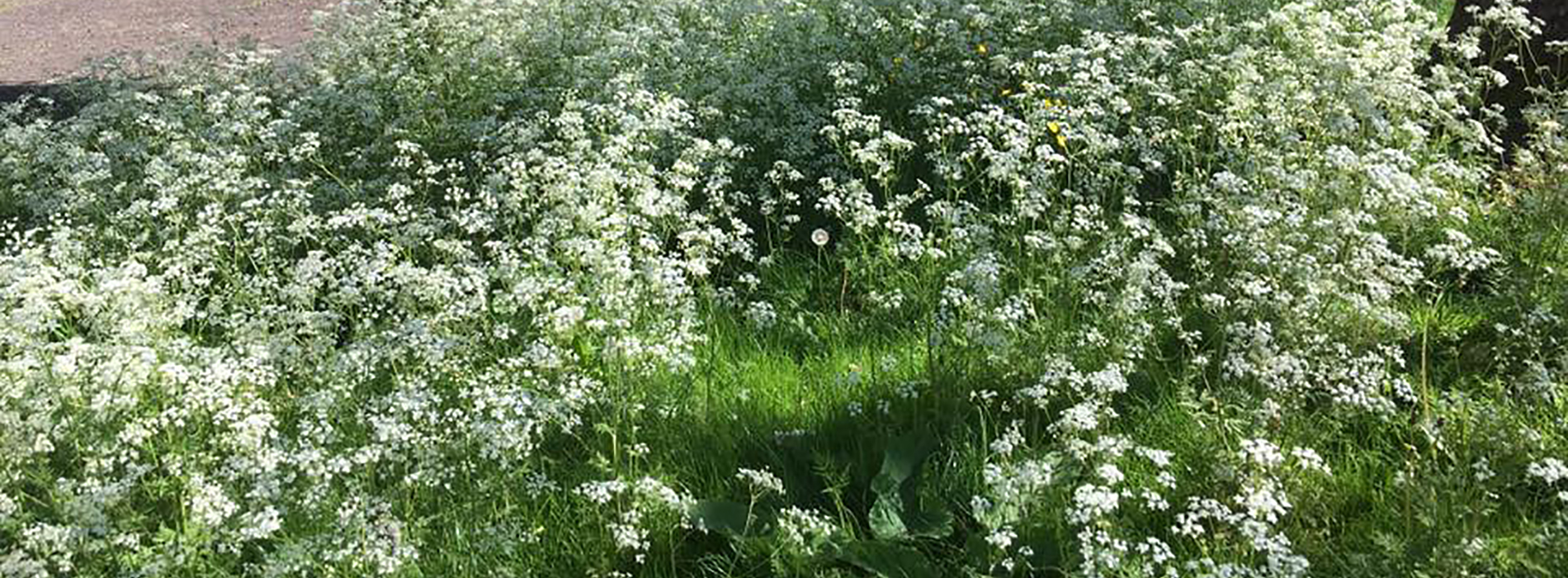 Winckley Square Gardens