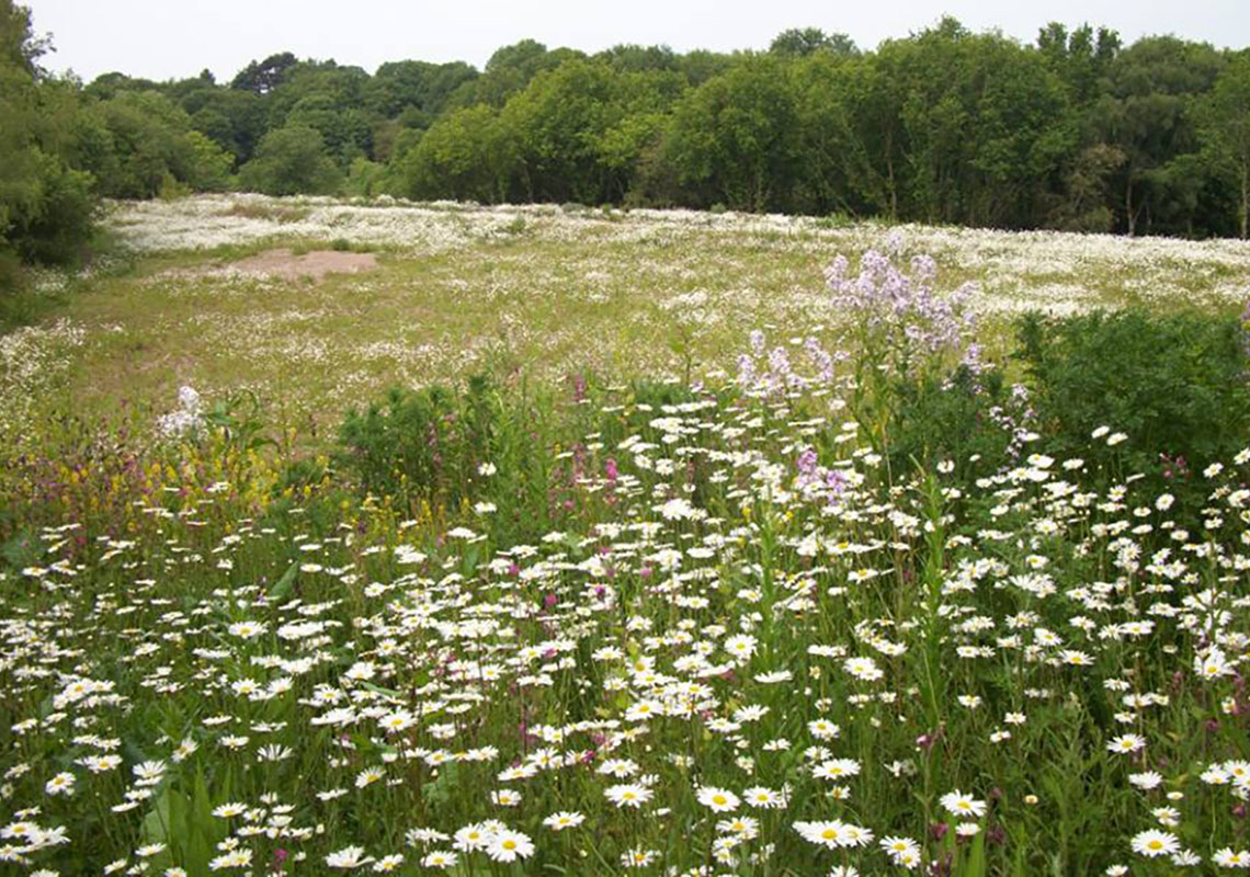 Country Park Management