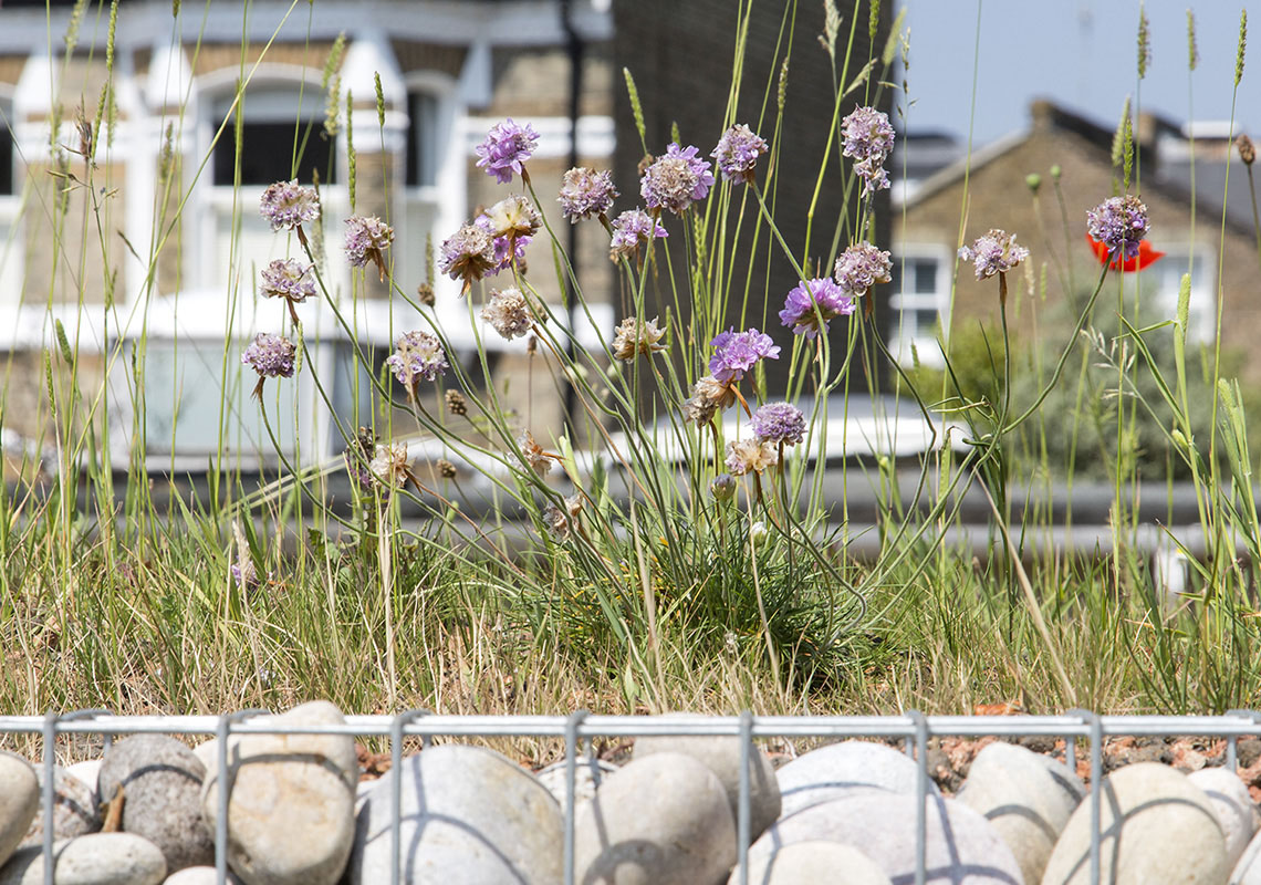 How to Create a Green Roof in your Community