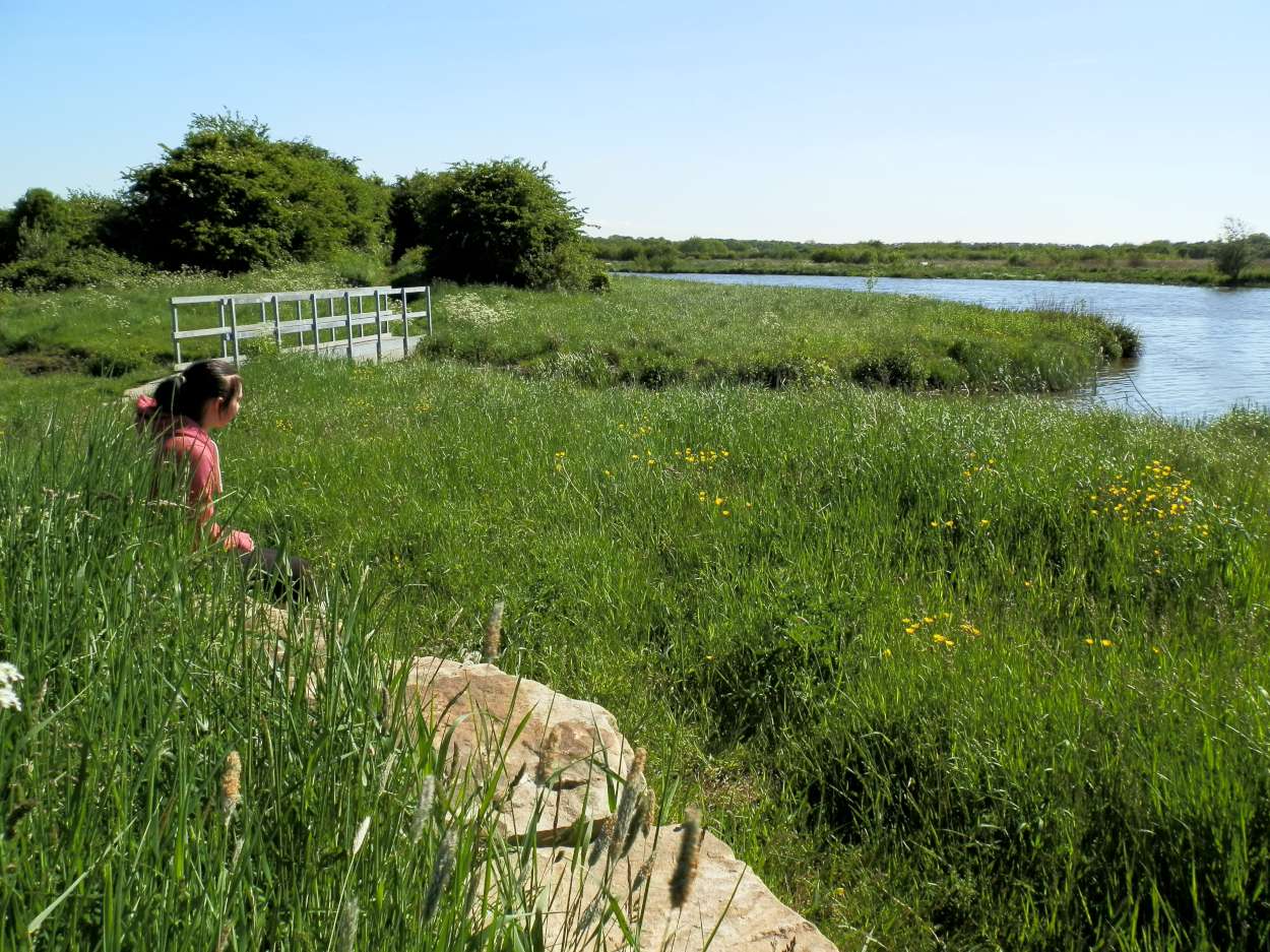 River Tees Rediscovered