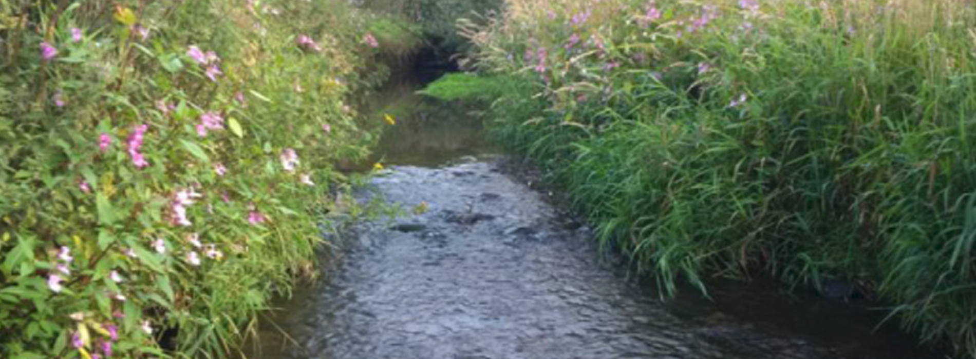 Love My River – Chorley