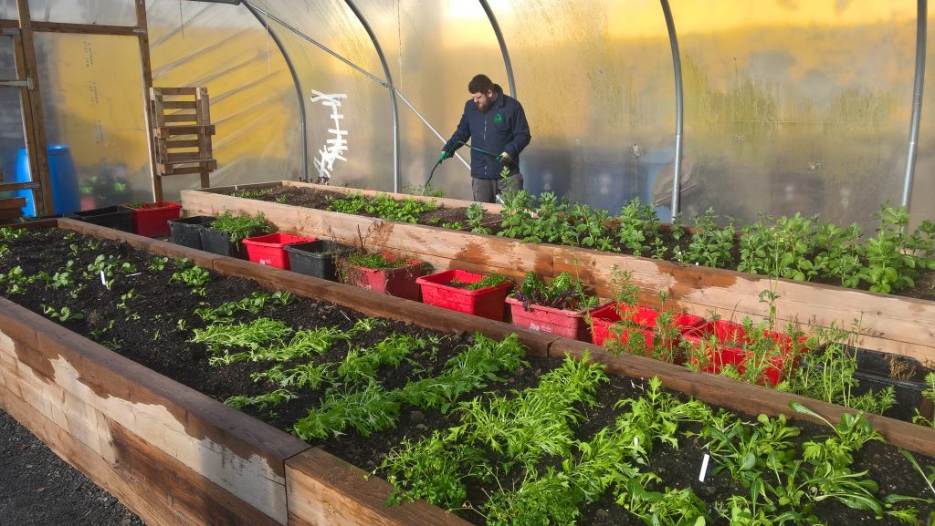polytunnel NI