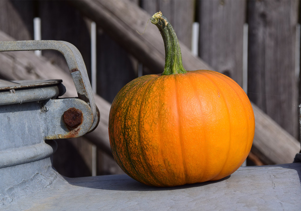 A pumpkin