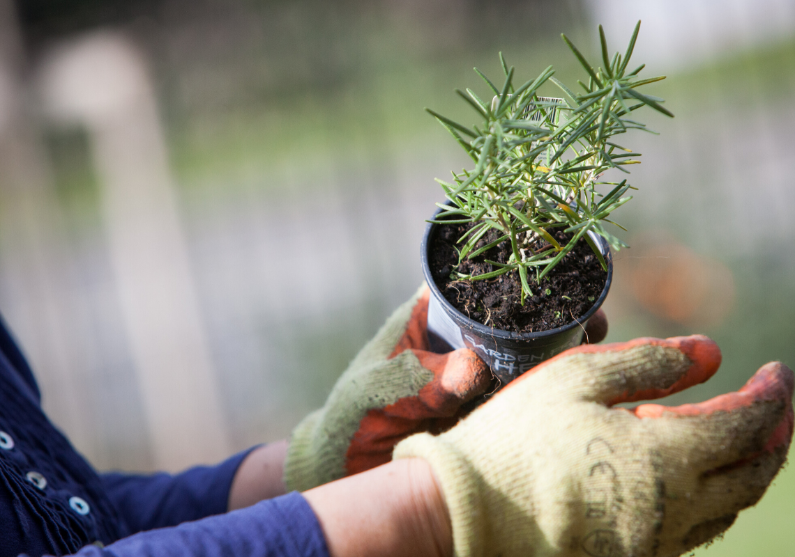 Horticultural therapy at Brockfield House (NHS)