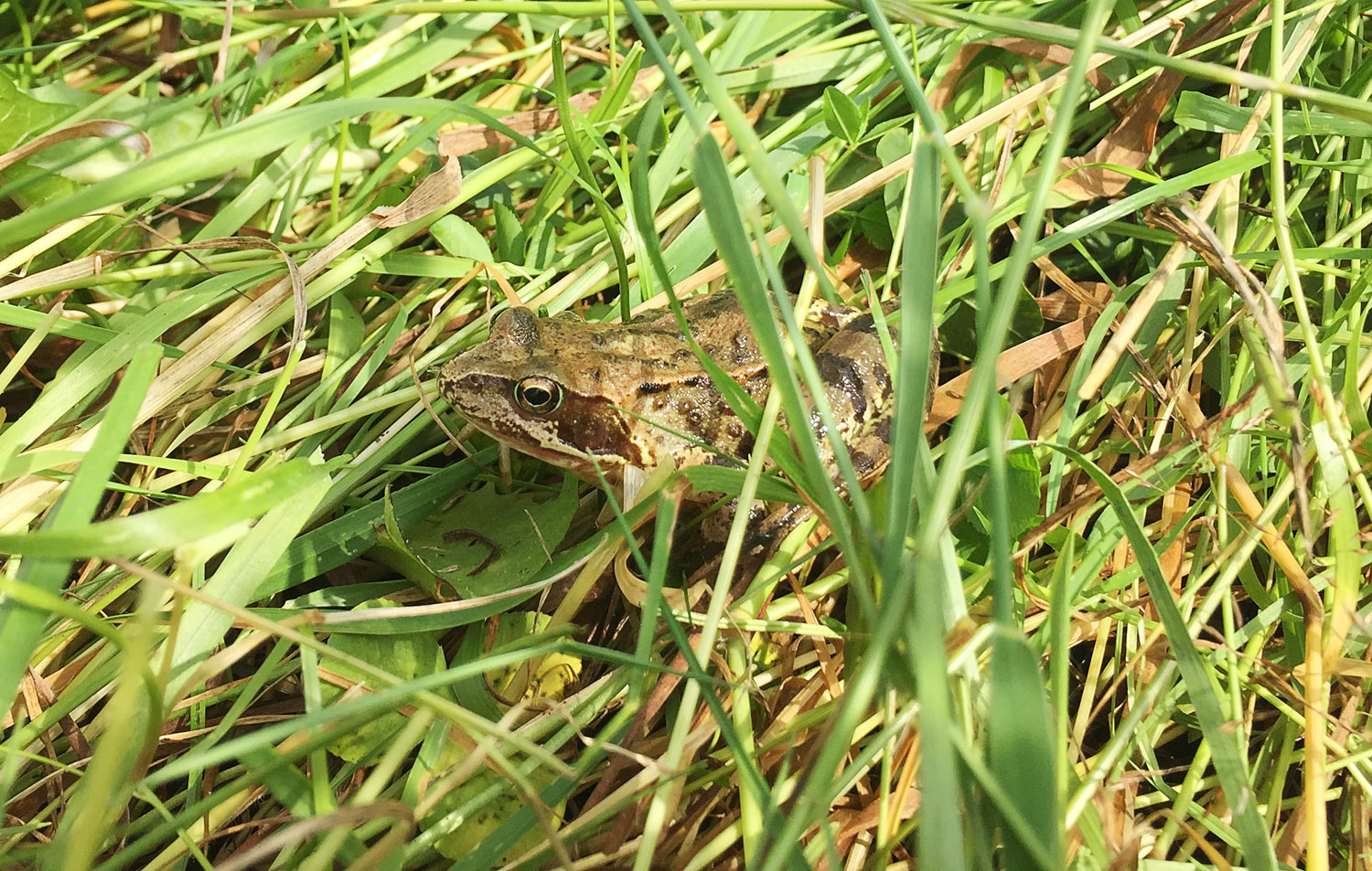 Turn Moss Frog