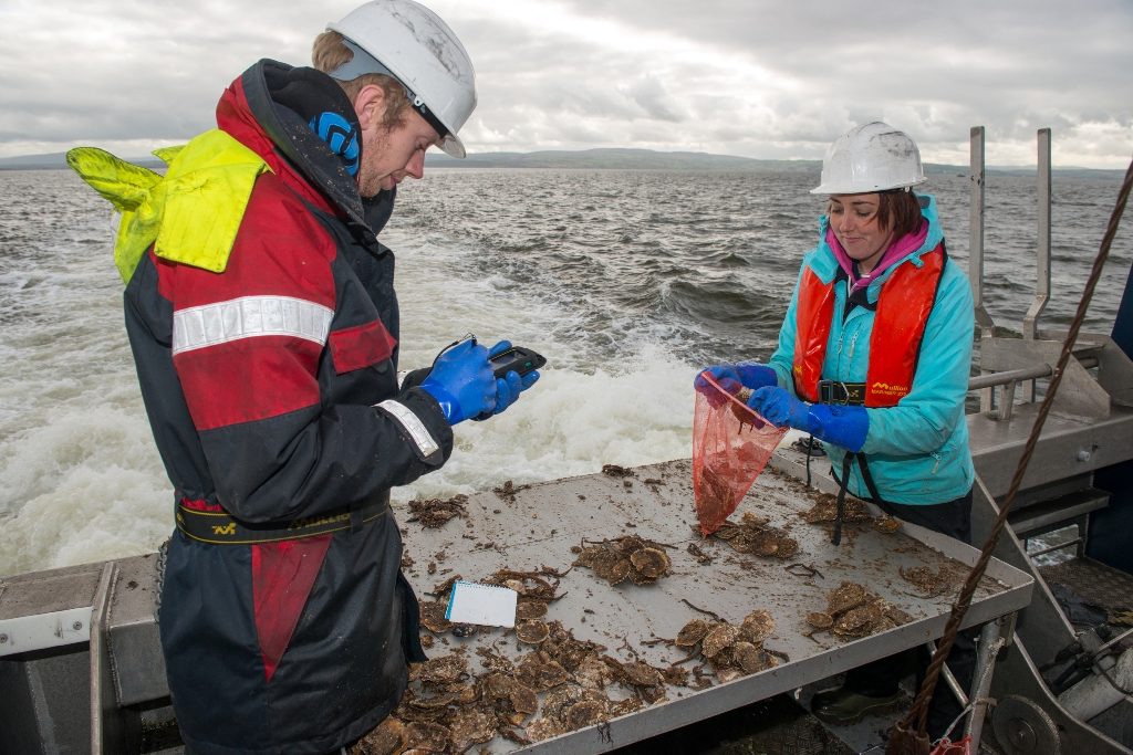 native oyster surveying