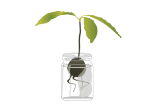 Regrowing an avacodo plant from the stone, illustration