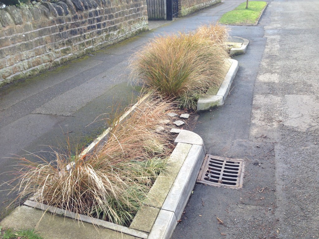 Rainwater Garden on Street