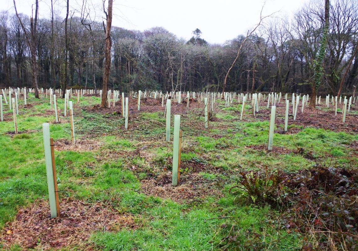 Trees: The Key Ingredient to Nature Friendly Farming