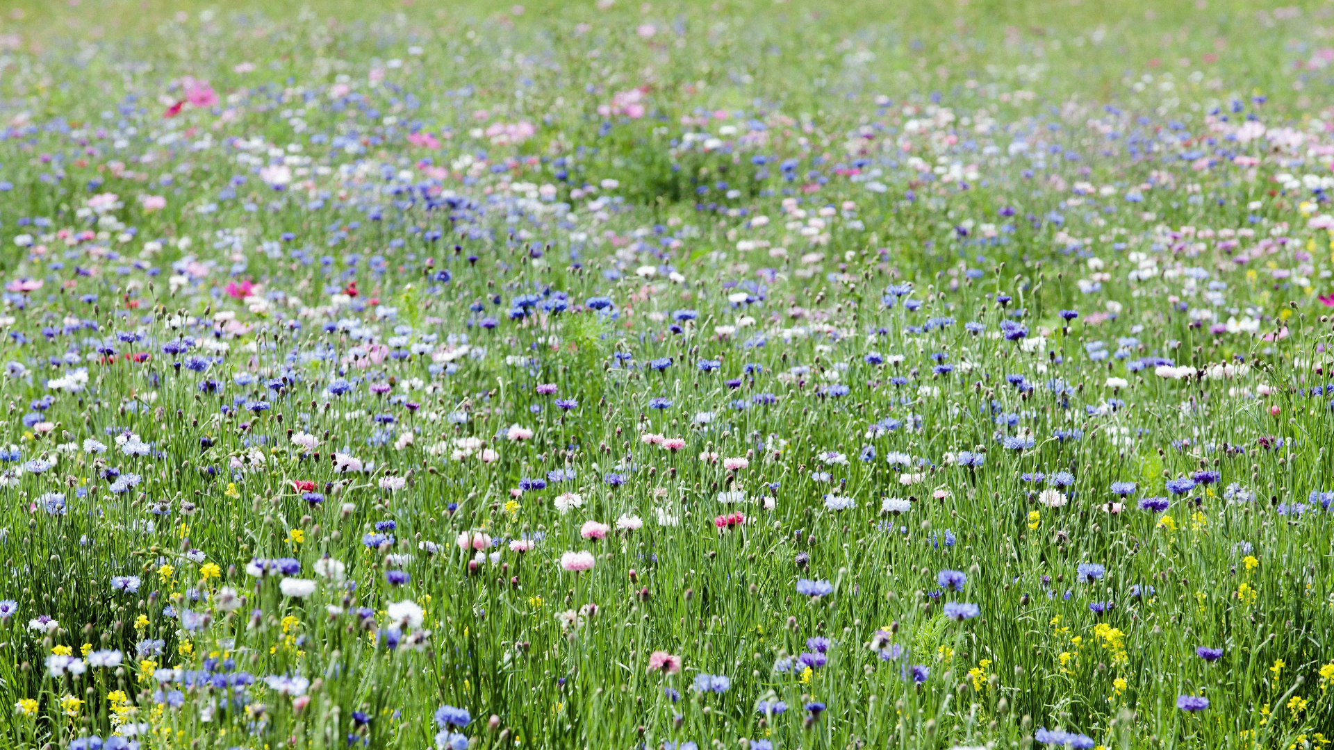 meadows of flowers