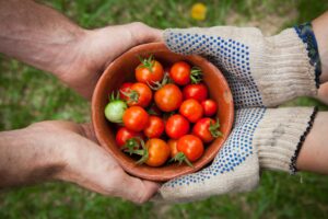 Community grow tomatoes