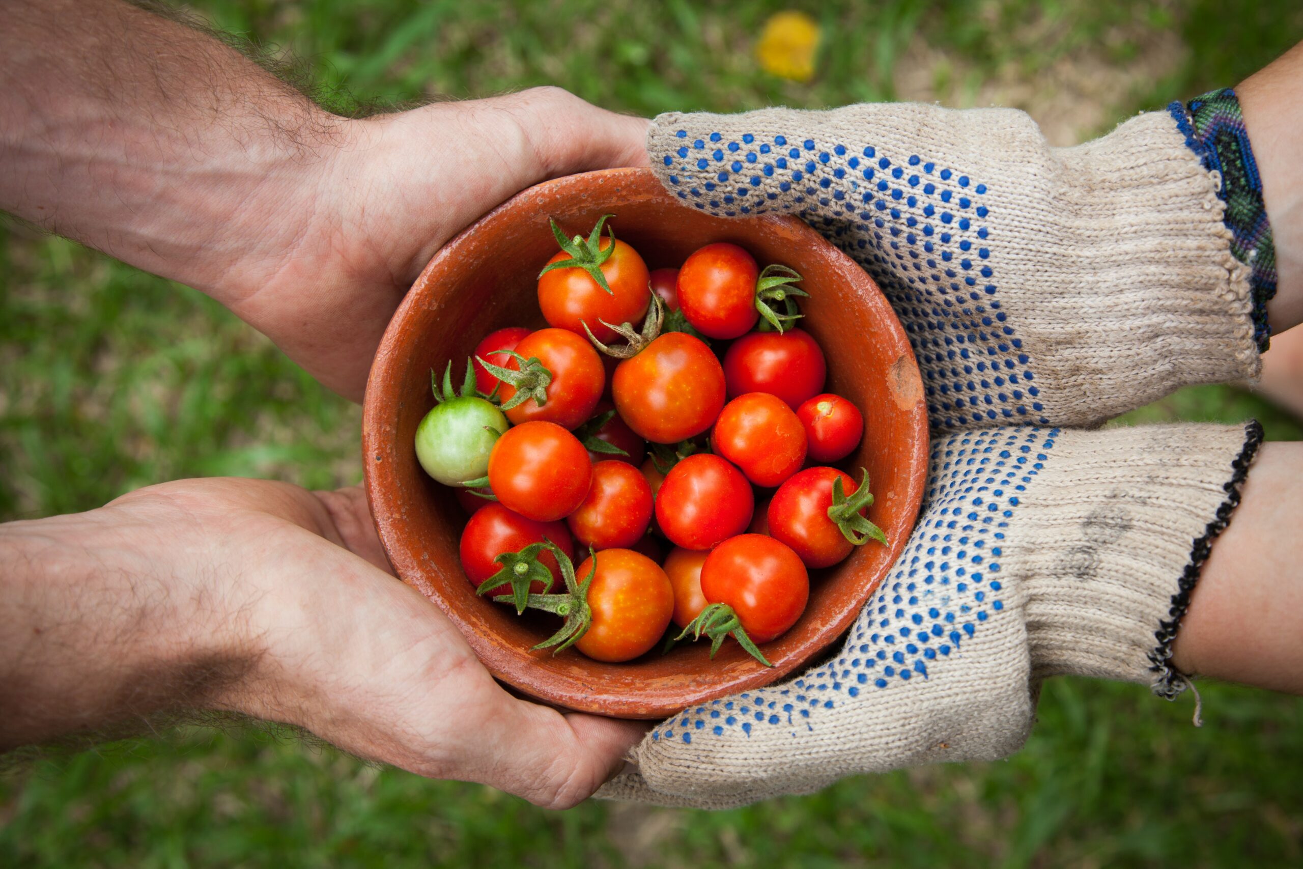 Community grow tomatoes