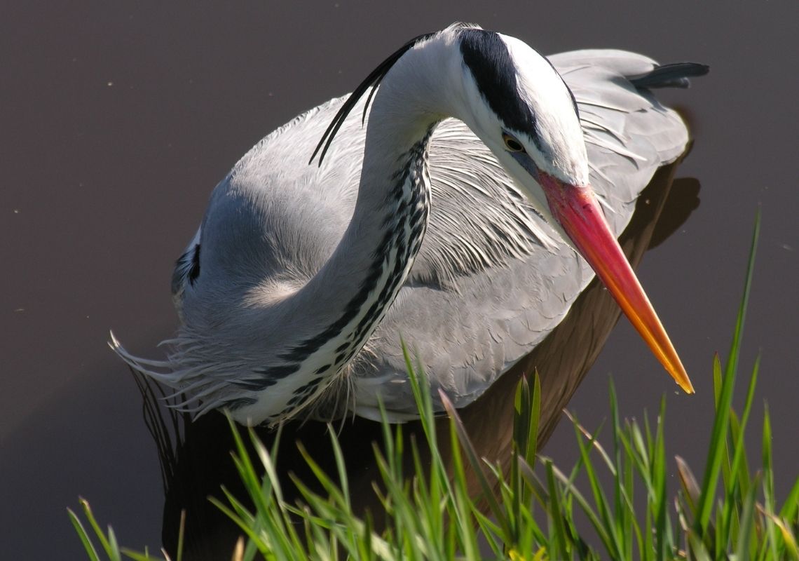 Tyne Estuary Partnership