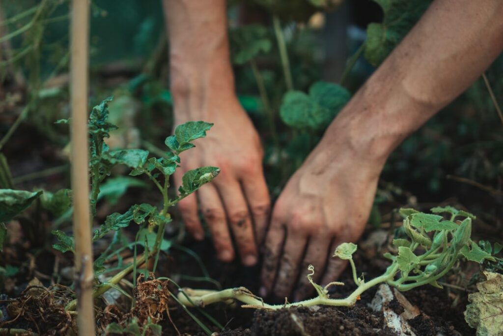 hands planting