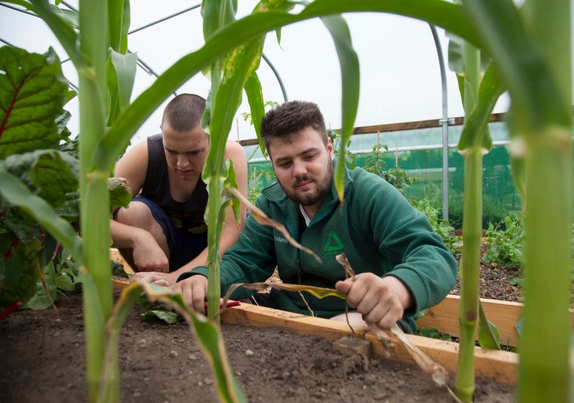 Two men gardening, photographed from across a raised bed with plants in foreground