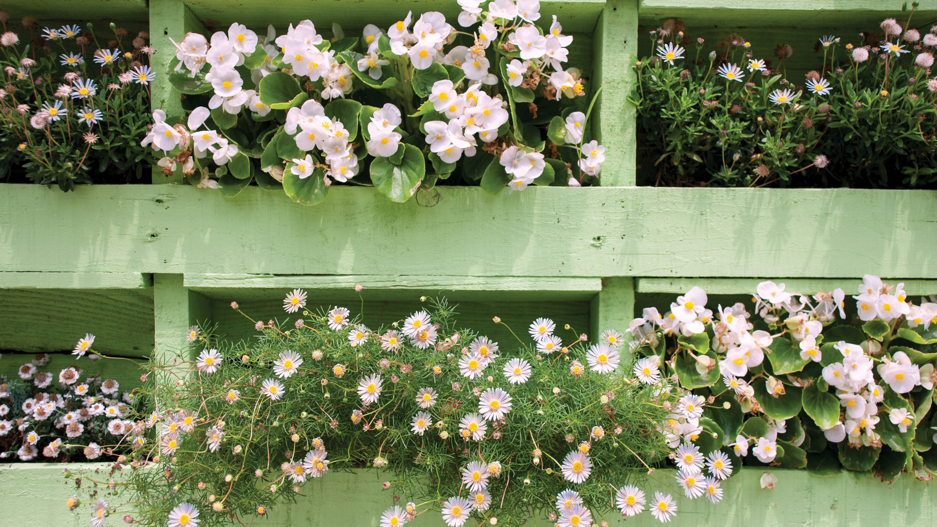 How to Create a Living Pallet Wall in Your Community 