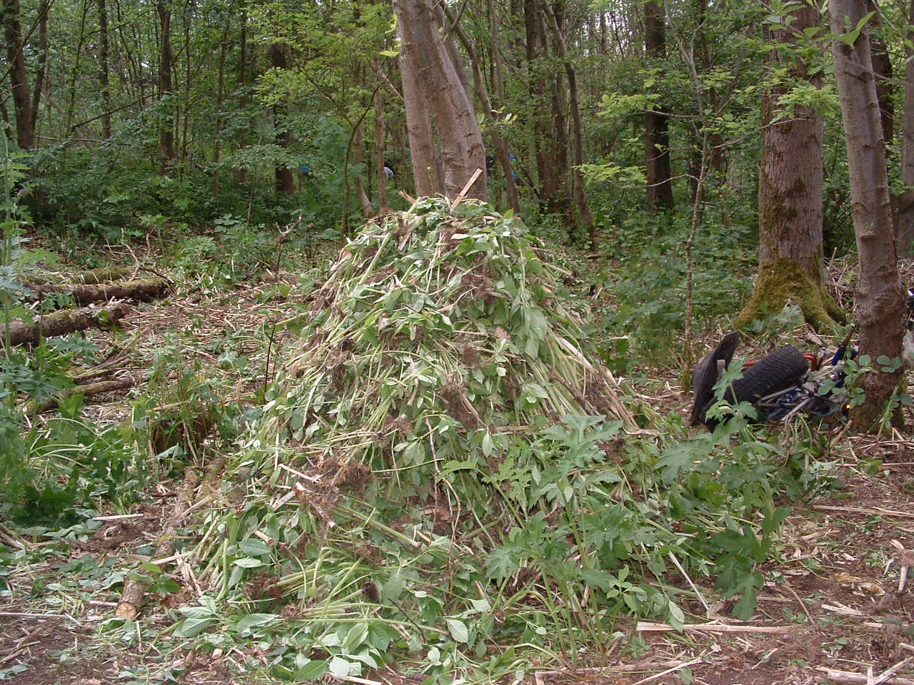 Pile of Uprooted Balsam