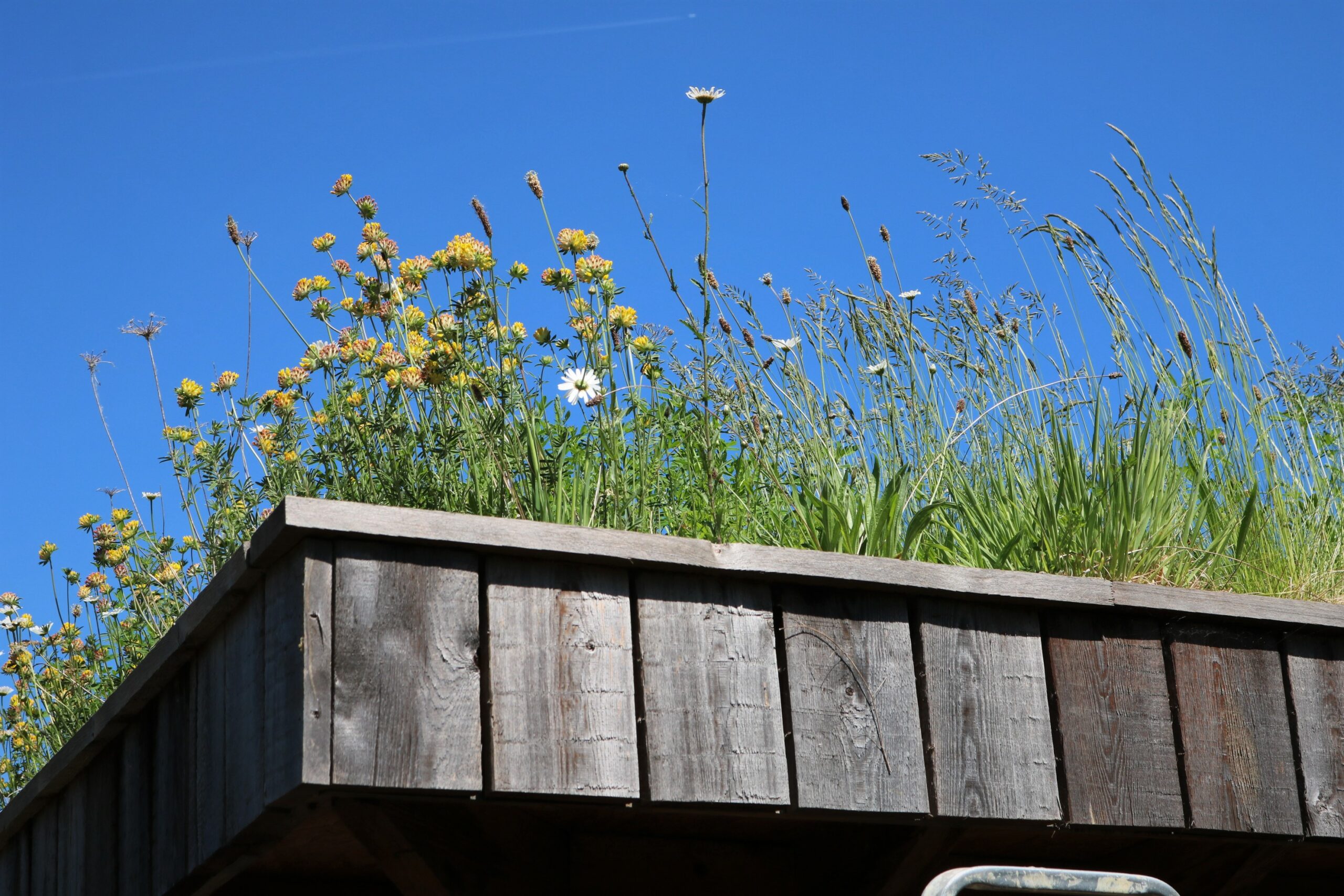 How to Create a Green Roof in your Community 