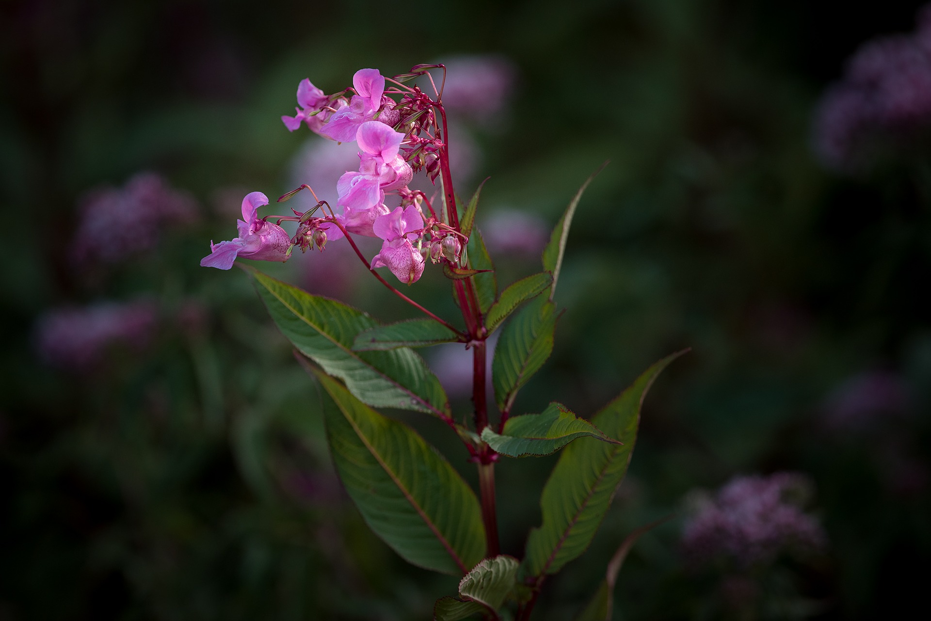 Himalayan Balsam: Where to find it and how to bash it