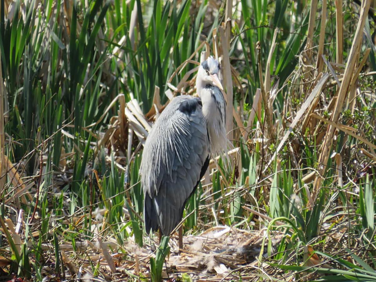 A heron on the Blackpool Pond Trail