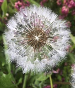 Dandelion