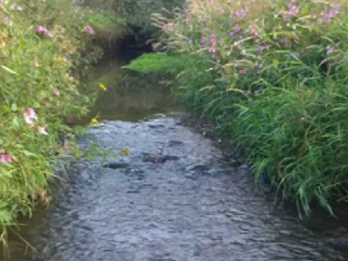 Stream in Douglas Catchment