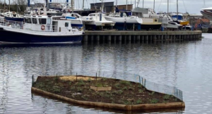 A vegetated raft in a river