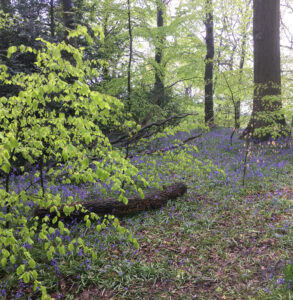 Woodland with bluebells