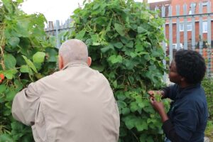 Hellen harvesting crops at Grow Speke