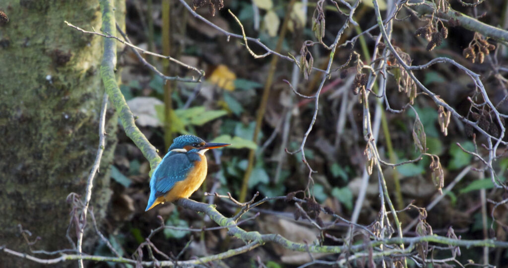 Kingfisher by Krisz Feteke 