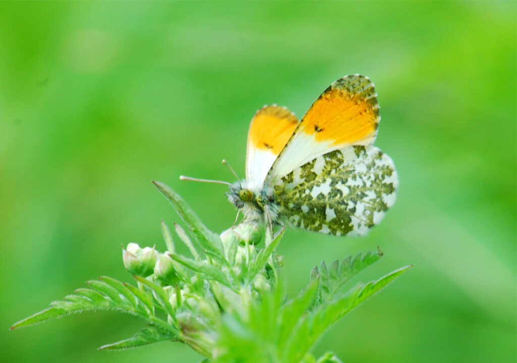 Rewild London Fund. Butterfly by Krisz-Feteke