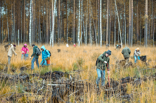 A group of people volunteers take part to planting the pine seedings. Volunteers restore forest that burned down a few years ago. shooting at overcast autumn day.