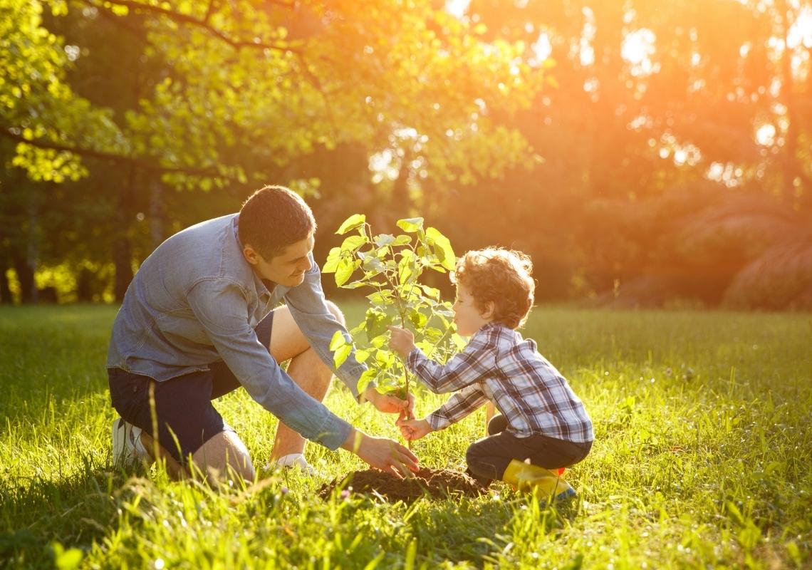 How to Create a Mini Forest in Your Community