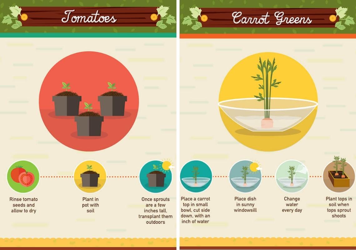 Growing Food From Waste