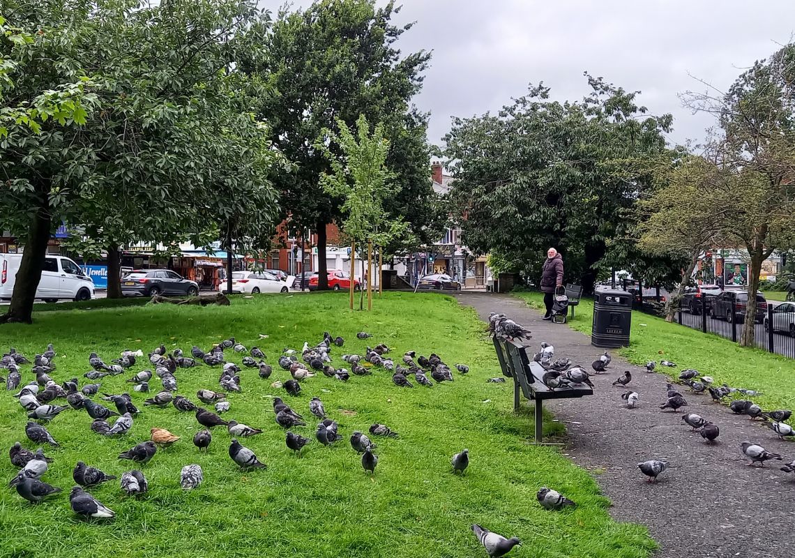 Supporting The Community To Transform Pigeon Park to Slade Lane Community Gardens