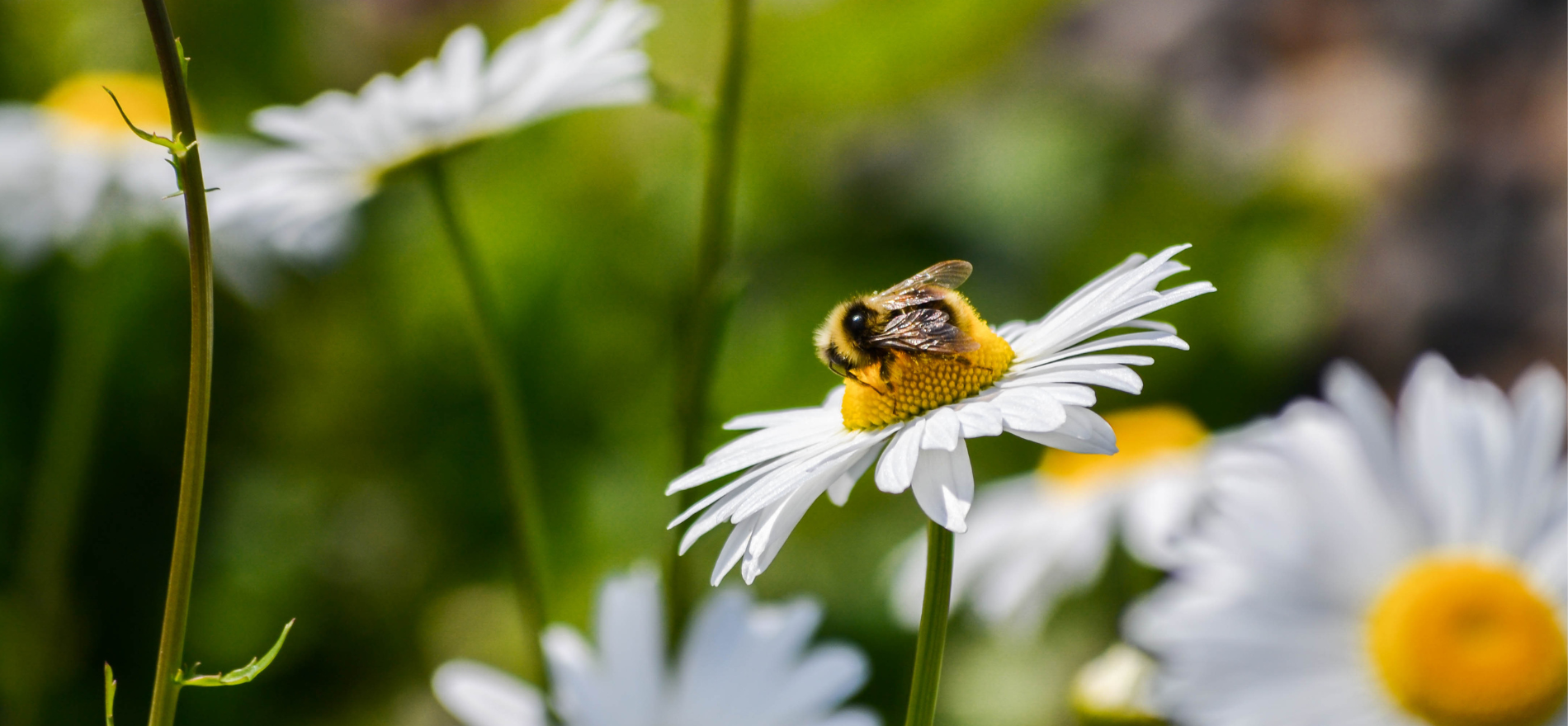 BLOG: A traineeship at the forefront of vital bumblebee conservation work