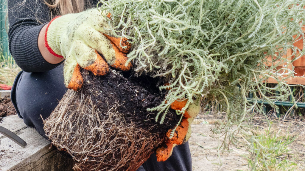 Gardening gloves - hands close up