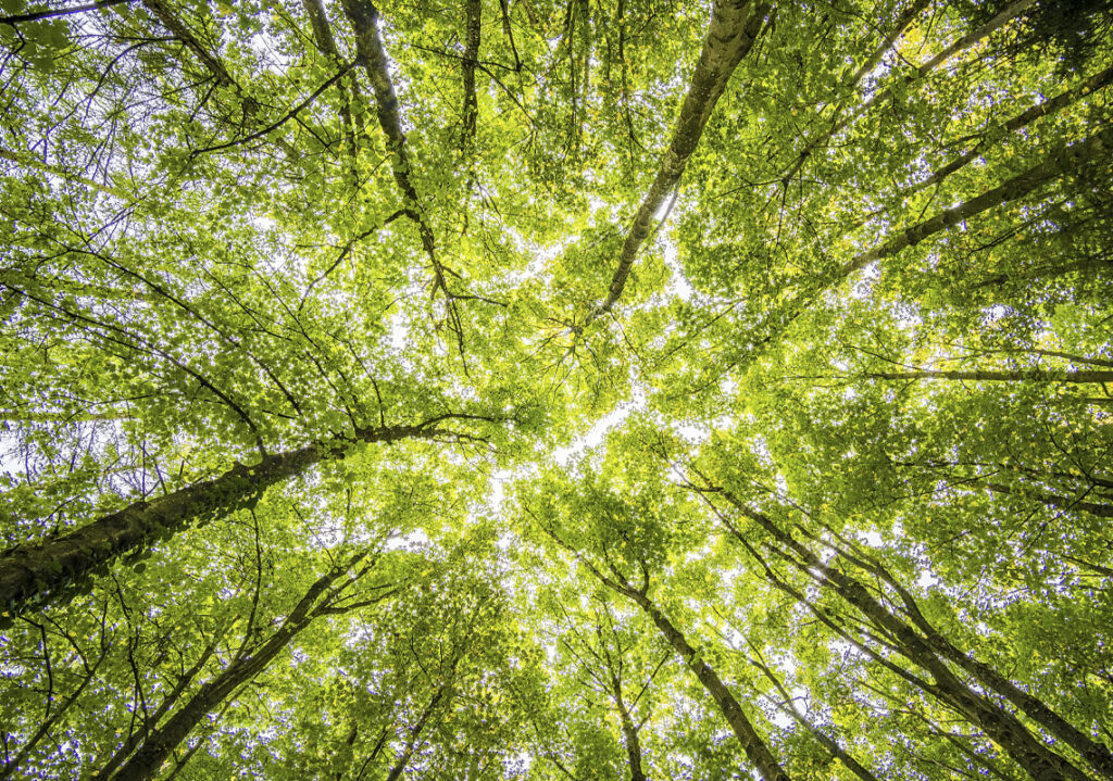 View of tree canopy