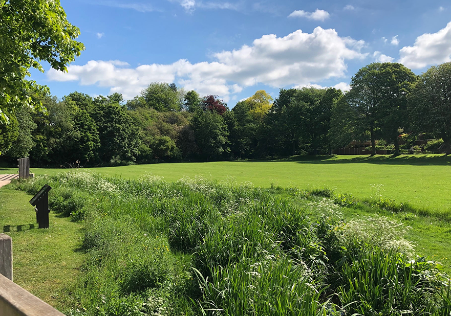 Park with greenery, trees and shrubs