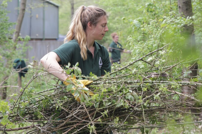 Young blonde woman in green Groundwork shirt wearing gloves holding large bundle of branches