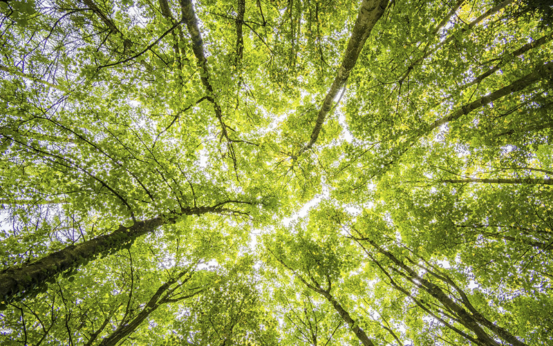 Tree canopy with greenery viewed from below