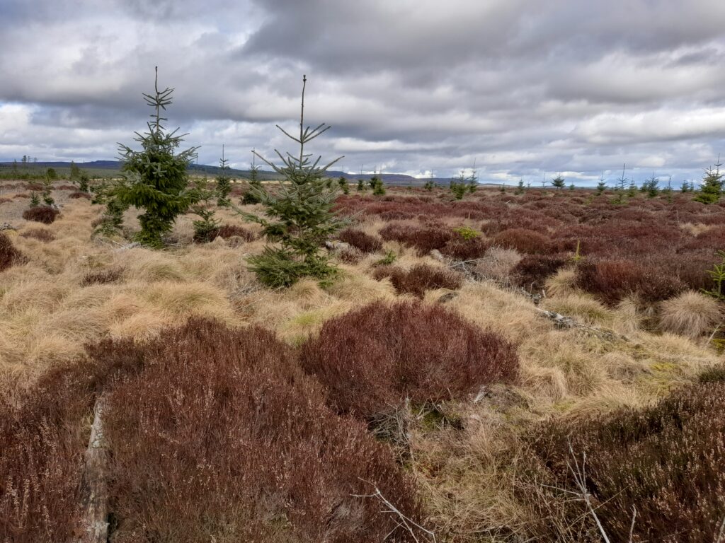 Peatland