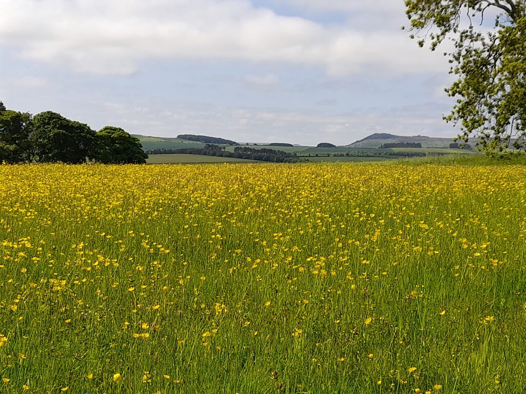 Species-rich grassland