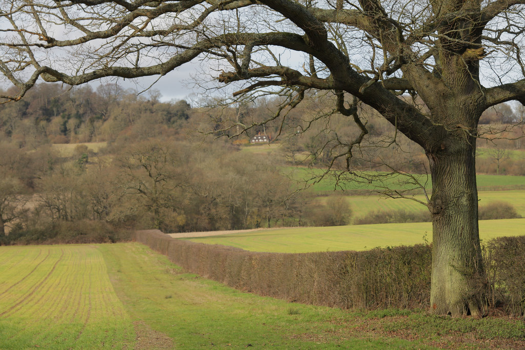 Hedges