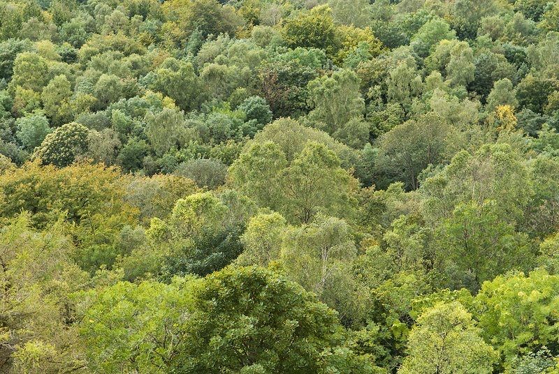 Decidious Woodland