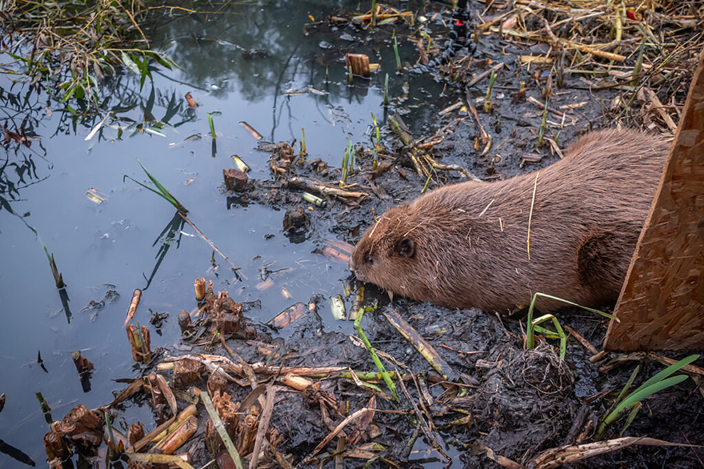 Groundwork-London-Rewild_London-beaver-release-Caroline-Farrow-4752-small