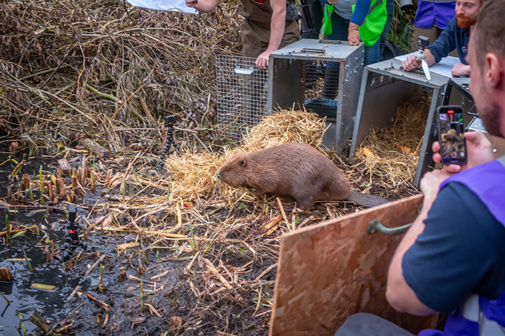 Groundwork-London-Rewild_London-beaver-release-Caroline-Farrow-4777-small